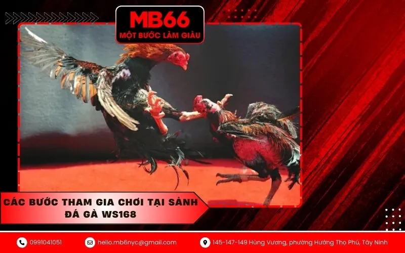Các bước tham gia chơi tại sảnh đá gà WS168