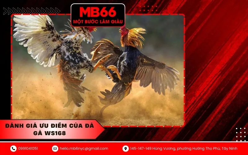 Đánh giá ưu điểm của đá gà WS168