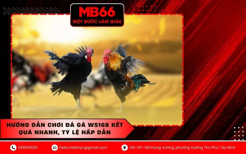 Hướng dẫn chơi đá gà WS168 kết quả nhanh, tỷ lệ hấp dẫn